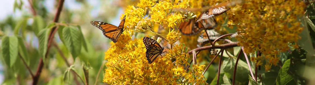 Monarch Butterfly Biosphere Reserve